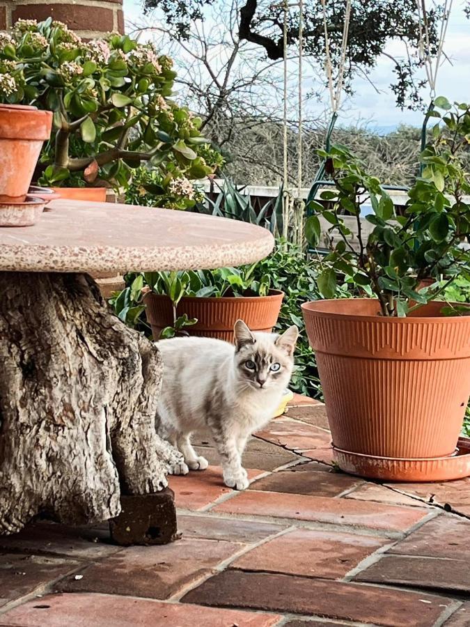 Villa Aproveite O Sabor Do Alentejo Vila Verde de Ficalho Exterior foto